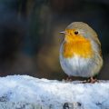 Rotkehlchen (Erithacus rubecula)