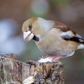 Kernbeißer (Coccothraustes coccothraustes)