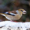 Kernbeißer (Coccothraustes coccothraustes)