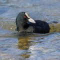 Bläßhuhn (Fulica atra)