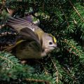 Wintergoldhähnchen (Regulus regulus)