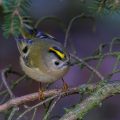 Wintergoldhähnchen (Regulus regulus)