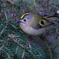Wintergoldhähnchen (Regulus regulus)