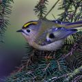 Wintergoldhähnchen (Regulus regulus)