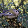 Wintergoldhähnchen (Regulus regulus)