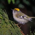 Wintergoldhähnchen (Regulus regulus)
