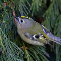 Wintergoldhähnchen (Regulus regulus)