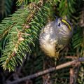 Wintergoldhähnchen (Regulus regulus)