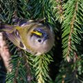 Wintergoldhähnchen (Regulus regulus)