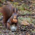Eichhörnchen (Sciurus vulgaris)