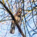 Balzender Eichelhäher (Garrulus glandarius)