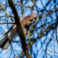 Balzender Eichelhäher (Garrulus glandarius)