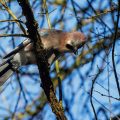 Balzender Eichelhäher (Garrulus glandarius)