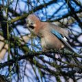 Balzender Eichelhäher (Garrulus glandarius)