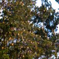 Bergfinken (Fringilla montifringilla)
