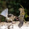 Haussperling (Passer domesticus) streitet mit Grünfink