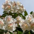 Glocken-Rhododendron (Rhododendron williamsianum)