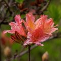 Pontische Azalee (Rhododendron luteum)