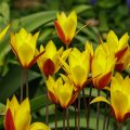 Tulpen (Tulipa clusiana)