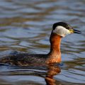Rothalstaucher (Podiceps grisegena)