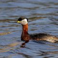 Rothalstaucher (Podiceps grisegena)