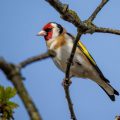 Stieglitz (Carduelis carduelis)