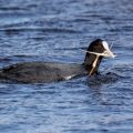 Bläßhuhn (Fulica atra)