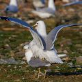Sturmmöwe (Larus canus)