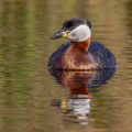 Rothalstaucher (Podiceps grisegena)