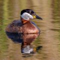 Rothalstaucher (Podiceps grisegena)
