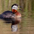 Rothalstaucher (Podiceps grisegena)