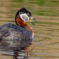 Rothalstaucher (Podiceps grisegena)