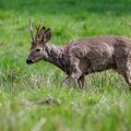 Rehbock (Capreolus capreolus)