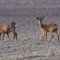 Rehwild (Capreolus capreolus)