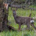 Rehbock (Capreolus capreolus)