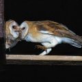 Schleiereule (Tyto alba)
