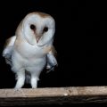 Schleiereule (Tyto alba)