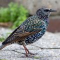 Star (Sturnus vulgaris)