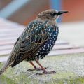 Star (Sturnus vulgaris)