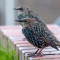 Star (Sturnus vulgaris)