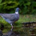 Ringeltaube (Columba palumbus)