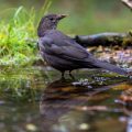 Amsel (Turdus merula)