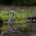 Kohlmeise (parus major)