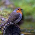 Rotkehlchen (Erithacus rubecula)