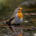 Rotkehlchen (Erithacus rubecula)