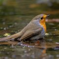 Rotkehlchen (Erithacus rubecula)