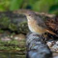 Gartenrotschwanz (Phoenicurus phoenicurus) Weibchen