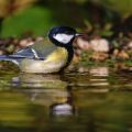 Kohlmeise (parus major)