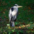 Graureiher (Ardea cinerea)