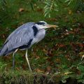 Graureiher (Ardea cinerea)